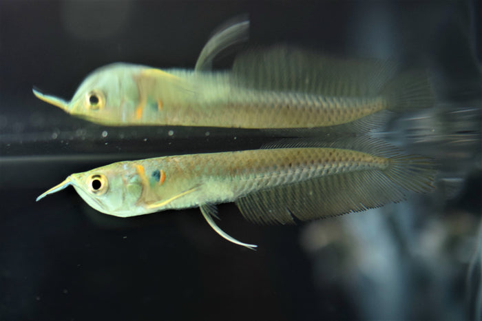 Silver Arowana