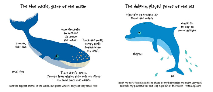 The Ocean Touch and Explore Book