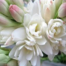 Tuberose absolute, Polianthus tuberosa