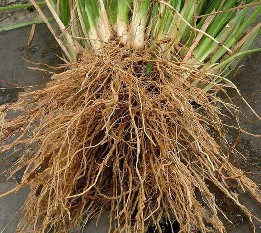 Vetiver Root, Vetiveria ziganoides, Essential Oil