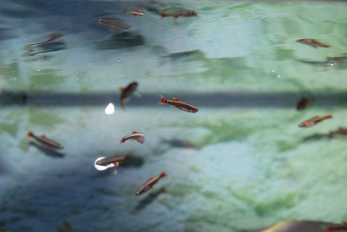 White Cloud Minnow
