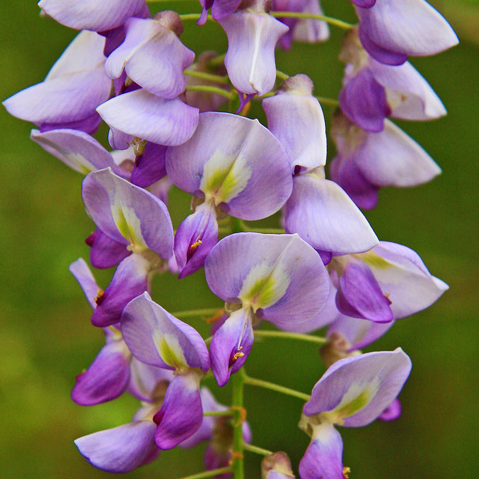 Wisteria, Texas Wisteria macrostachya, Flower Essence