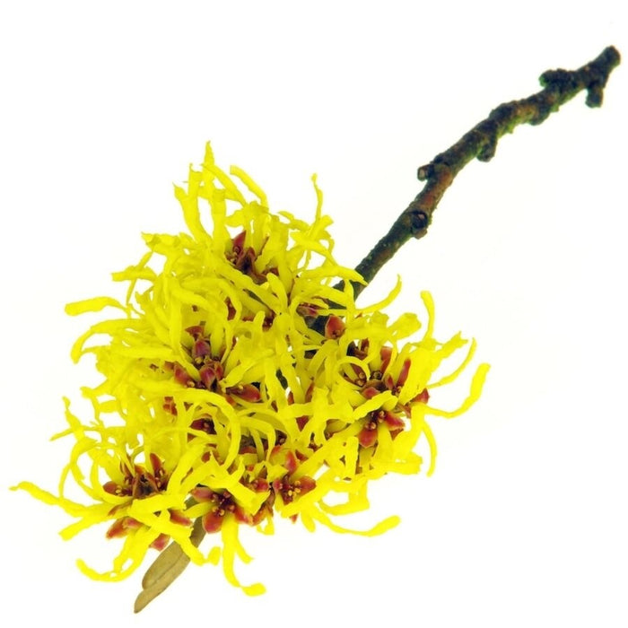 Witch Hazel Hydrosol (100 g) - ماء بندق الساحرة