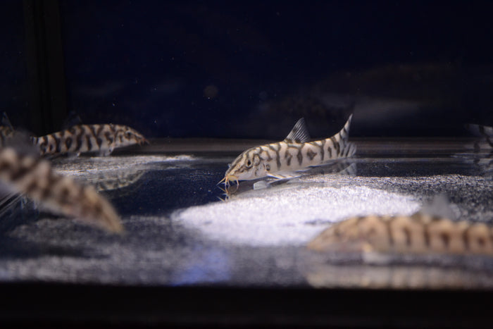 Yoyo Loach